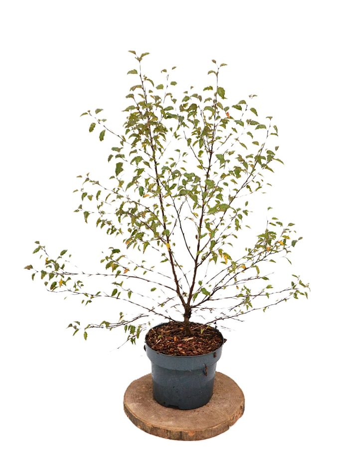 Betula pendula Fuzzy Feathers C3 - Heesterkwekerij JC Niesing Berk struikvormig winterhard