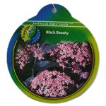 Sambucus nigra Black Beauty etiket