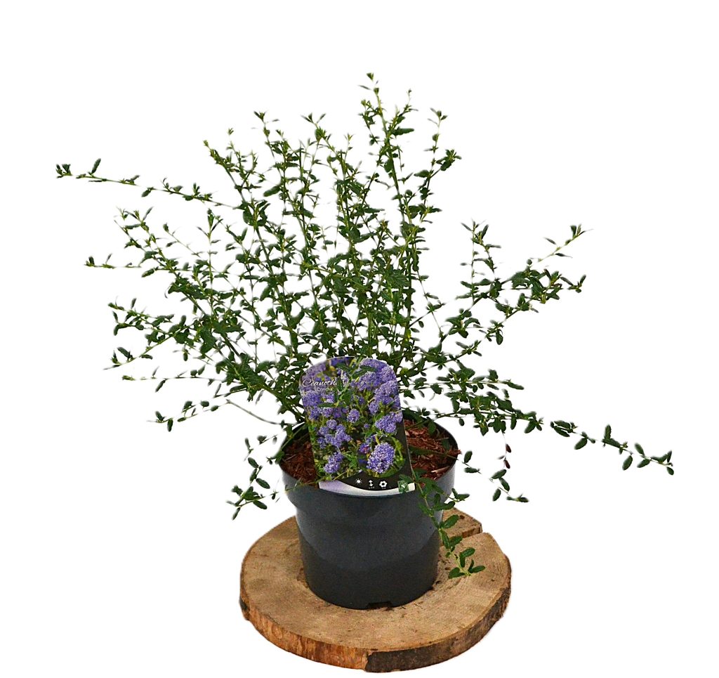 Ceanothus Concha C3 - Heesterkwekerij JC Niesing groenblijvende heester paars blauwe bloemen