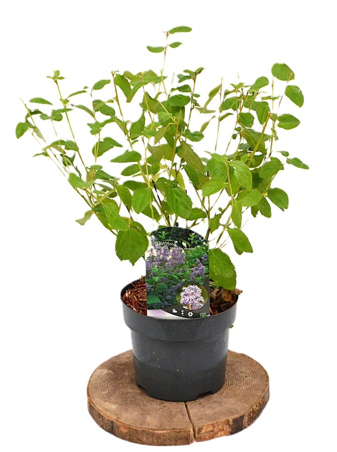 Ceanothus del Gloire de Versailles C3- Heesterkwekerij JC Niesing Amerikaase sering