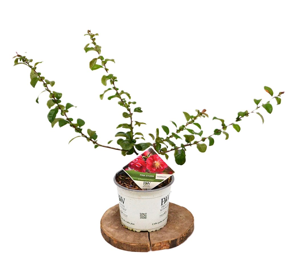 Chaenomeles speciosa 'Pink Storm' C3 - Heesterkwekerij JC Niesing geen doorns