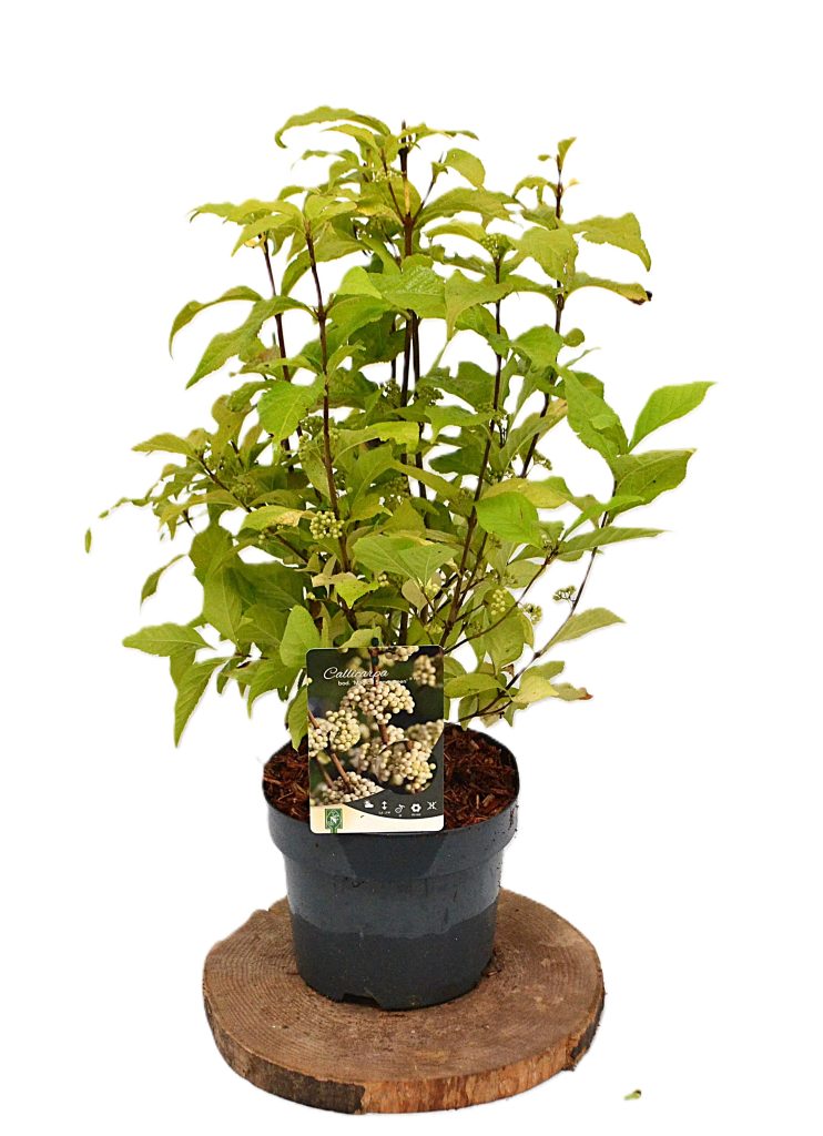 Callicarpa bodinieri Magical Snowqueen C3 - Heesterkwekerij JC Niesing witte bes ter decoratie