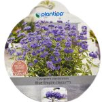 Caryopteris clandonensis Blue Empire etiket