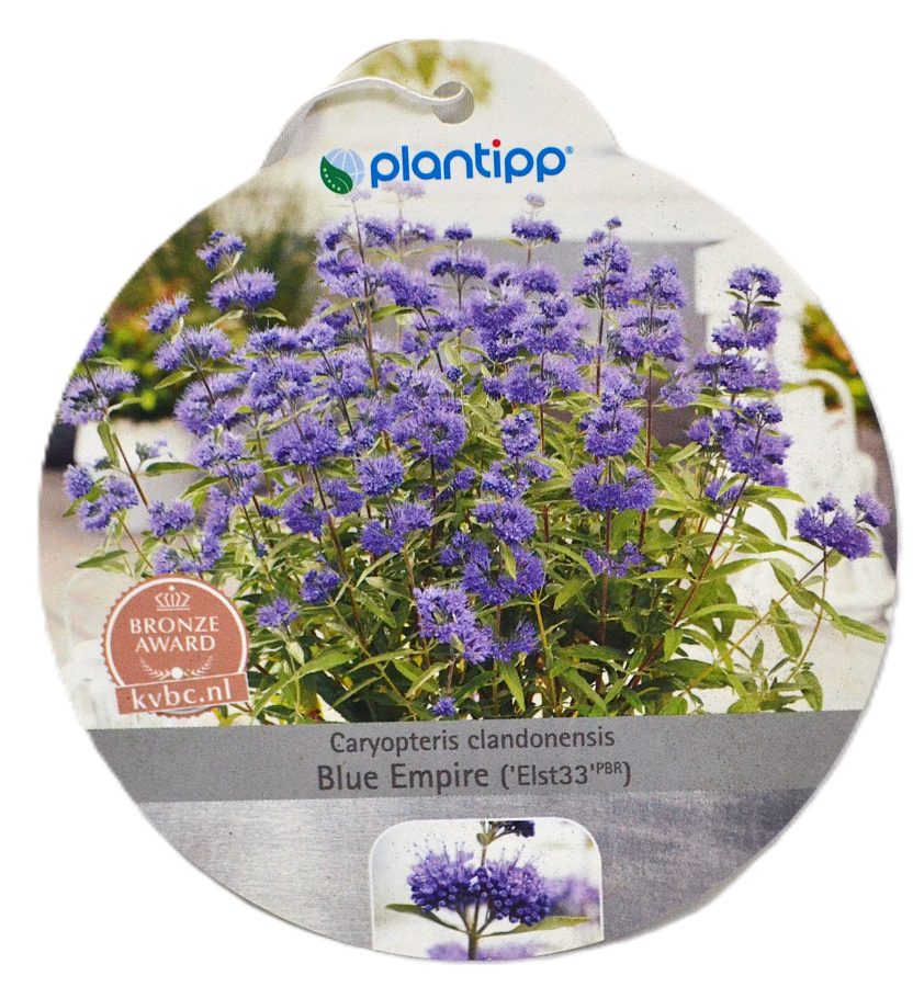 Caryopteris clandonensis Blue Empire etiket