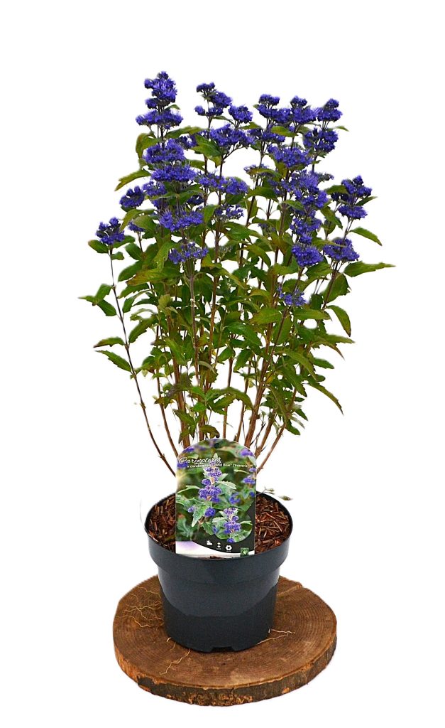 Caryopteris Grand Blue C3 - Heesterkwekerij JC Niesing blauwbaard paars/blauwe bloem