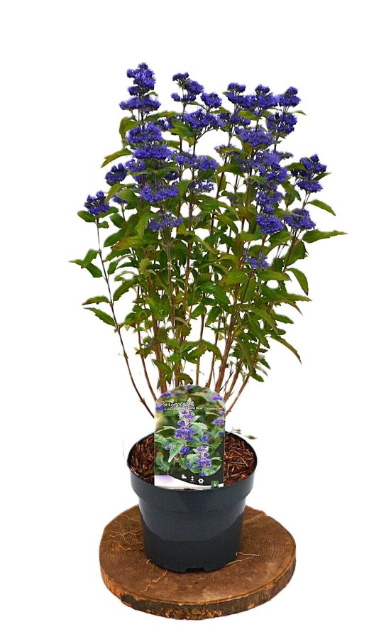Caryopteris Grand Blue C3 - Heesterkwekerij JC Niesing blauwbaard paars/blauwe bloem