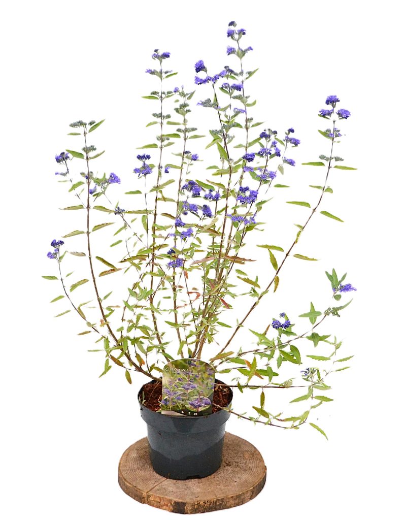 Caryopteris clandonensis Heavenly Blue C3 - Heesterkwekerij JC Niesing blauwbaard paarse bloem