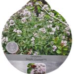 Caryopteris Stephi etiket