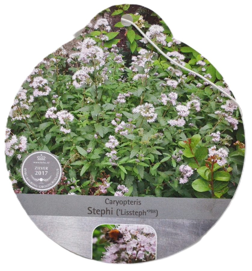 Caryopteris Stephi etiket