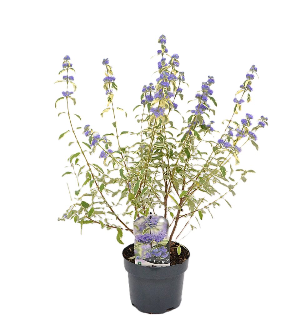 Caryopteris clandonensis White Surprise C3 - Heesterkwekerij JC Niesing baardbloem paarse bloem