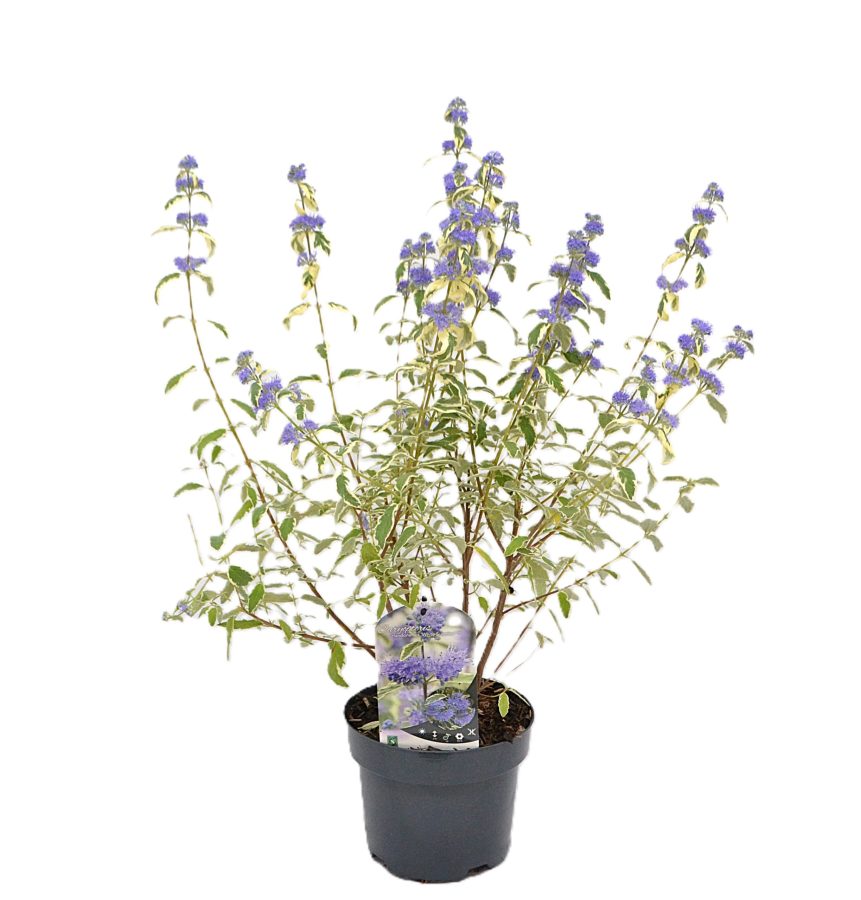 Caryopteris clandonensis White Surprise C3 - Heesterkwekerij JC Niesing baardbloem paarse bloem