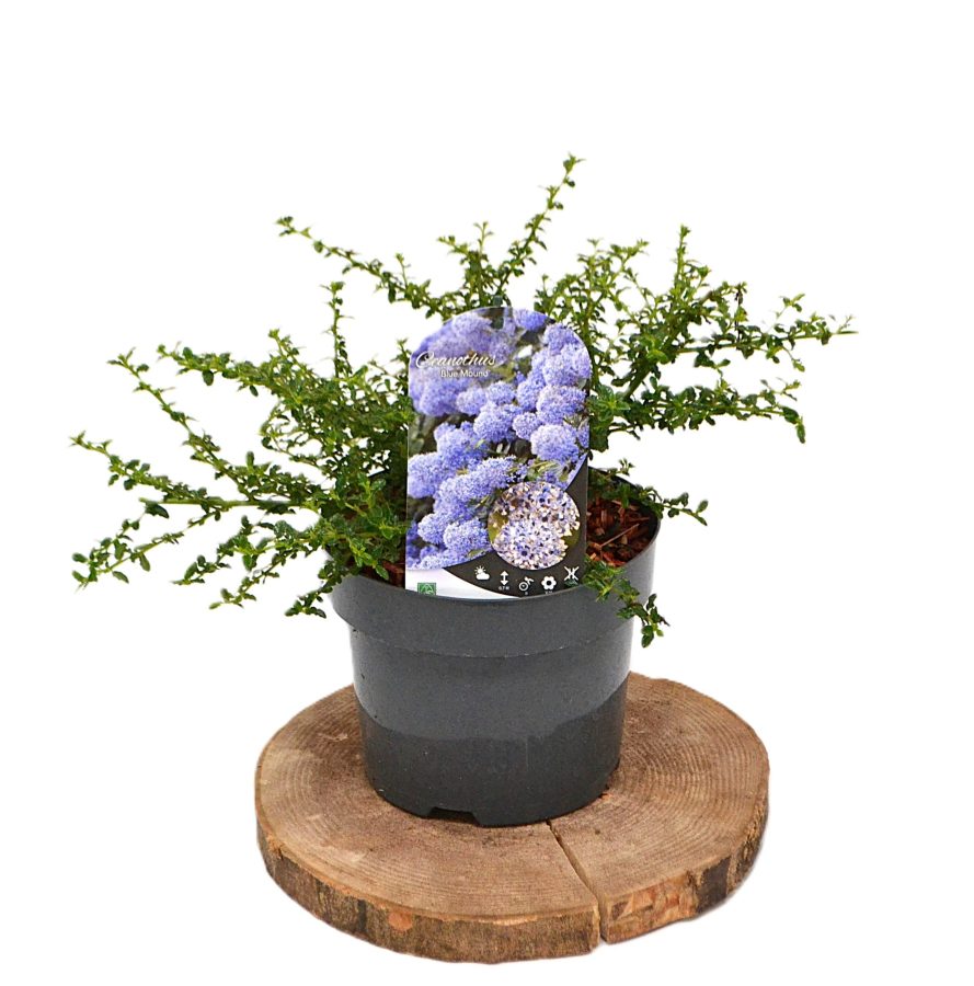 Ceanothus Blue Mound C3 - Heesterkwekerij JC Niesing groenblijvende heester
