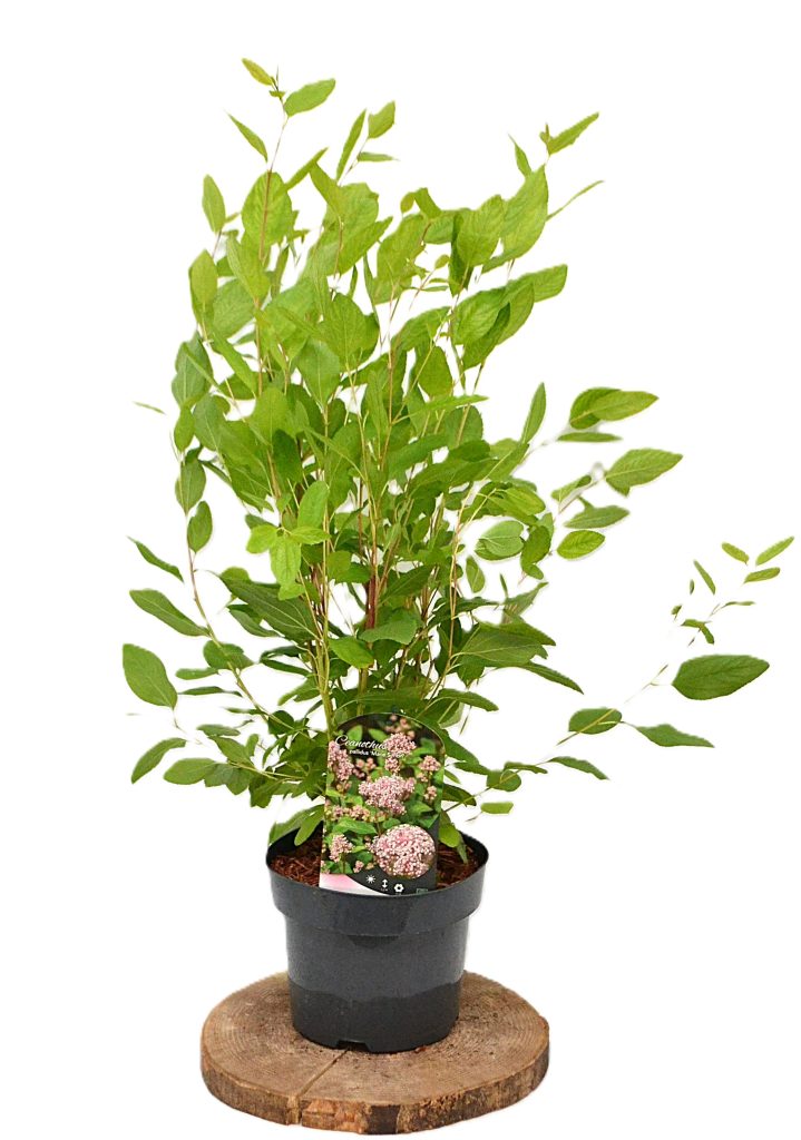 Ceanothus pallidus Marie Simon C3 - Heesterkwekerij JC Niesing Amerikaanse sering