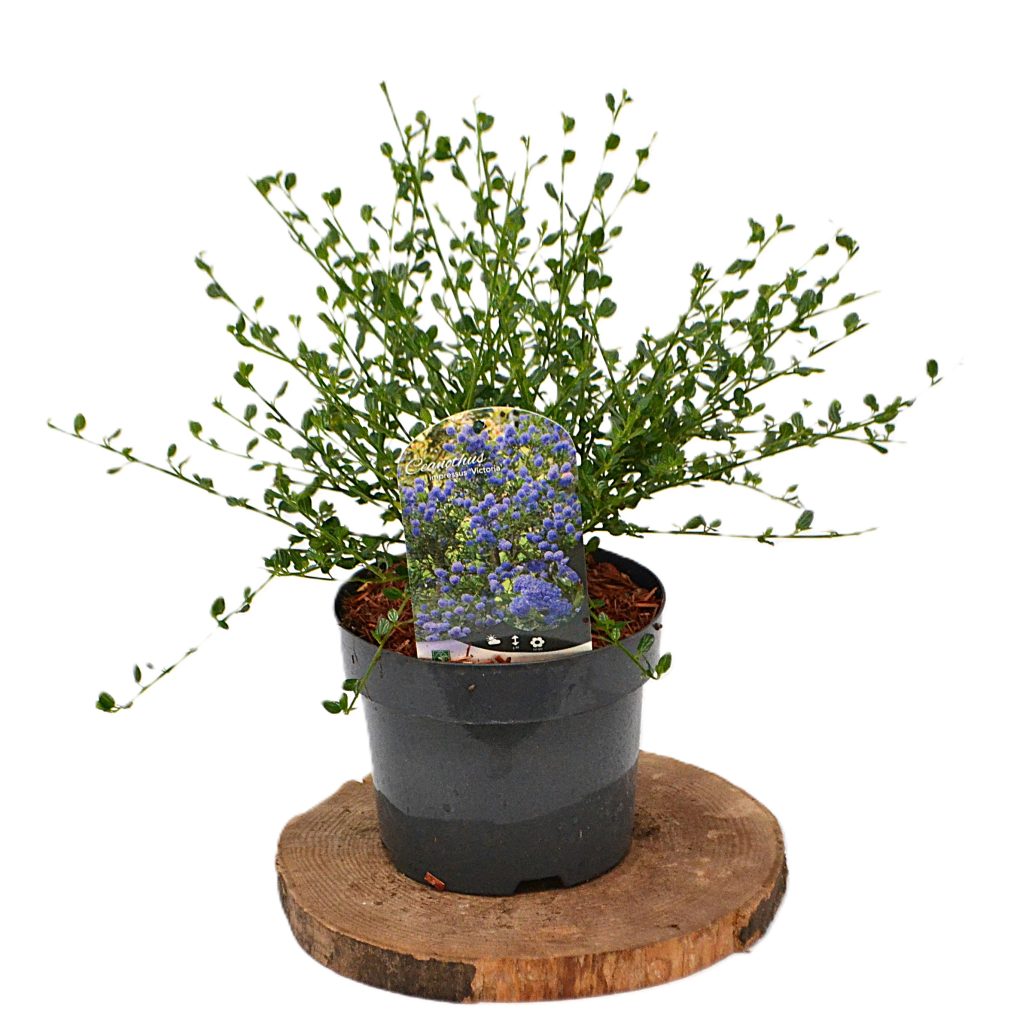 Ceanothus Skylark/ impressus Victoria C3 - Heesterkwekerij JC Niesing Amerikaanse sering