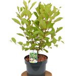 Cephalanthus occidentalis C5 - Heesterkwekeij JC Niesing kogelbloem