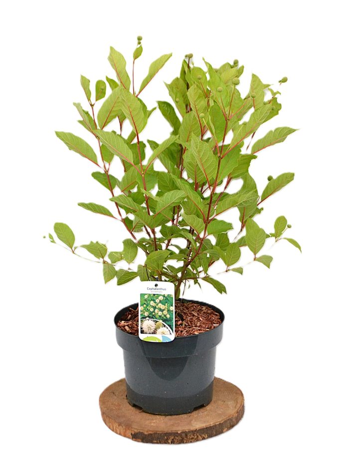 Cephalanthus occidentalis C5 - Heesterkwekeij JC Niesing kogelbloem