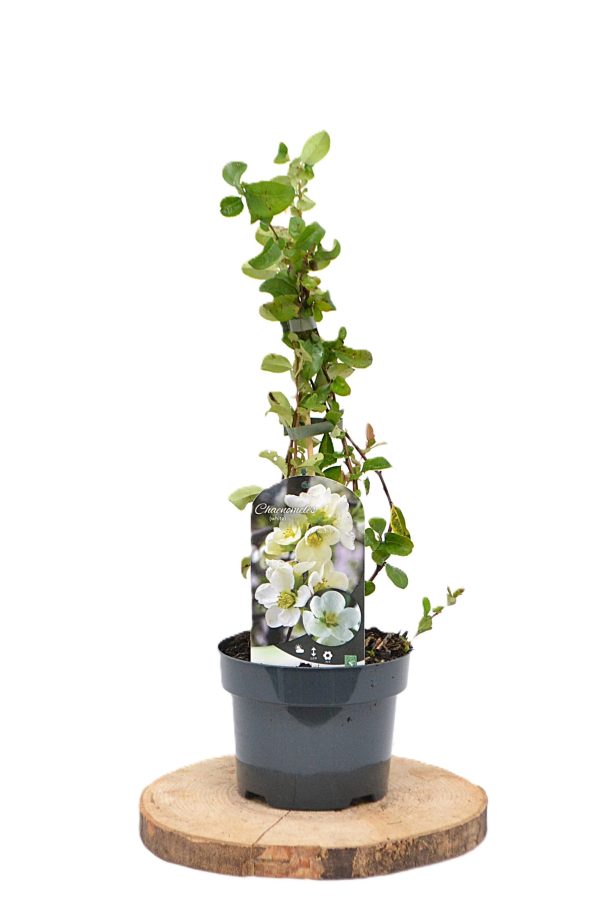 Chaenomeles superba Jet Trail C2 - Heesterkwekerij JC Niesing dwergkwee