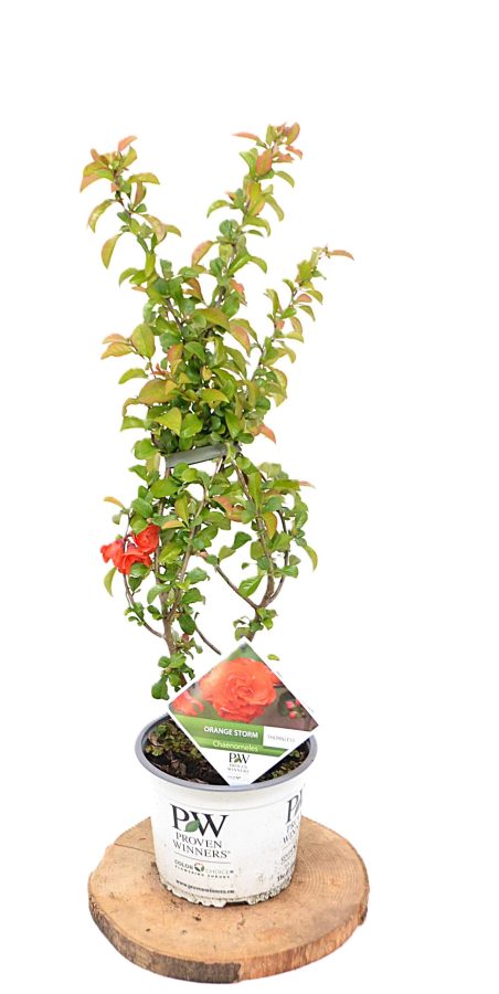 Chaenomeles speciosa Orange Storm C3 - Heesterkwekerij JC Niesing geen doorns