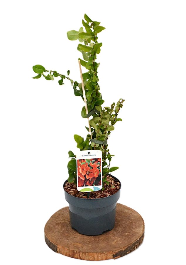 Chaenomeles superba Orange Trail C2 - Heesterkwekerij JC Niesing