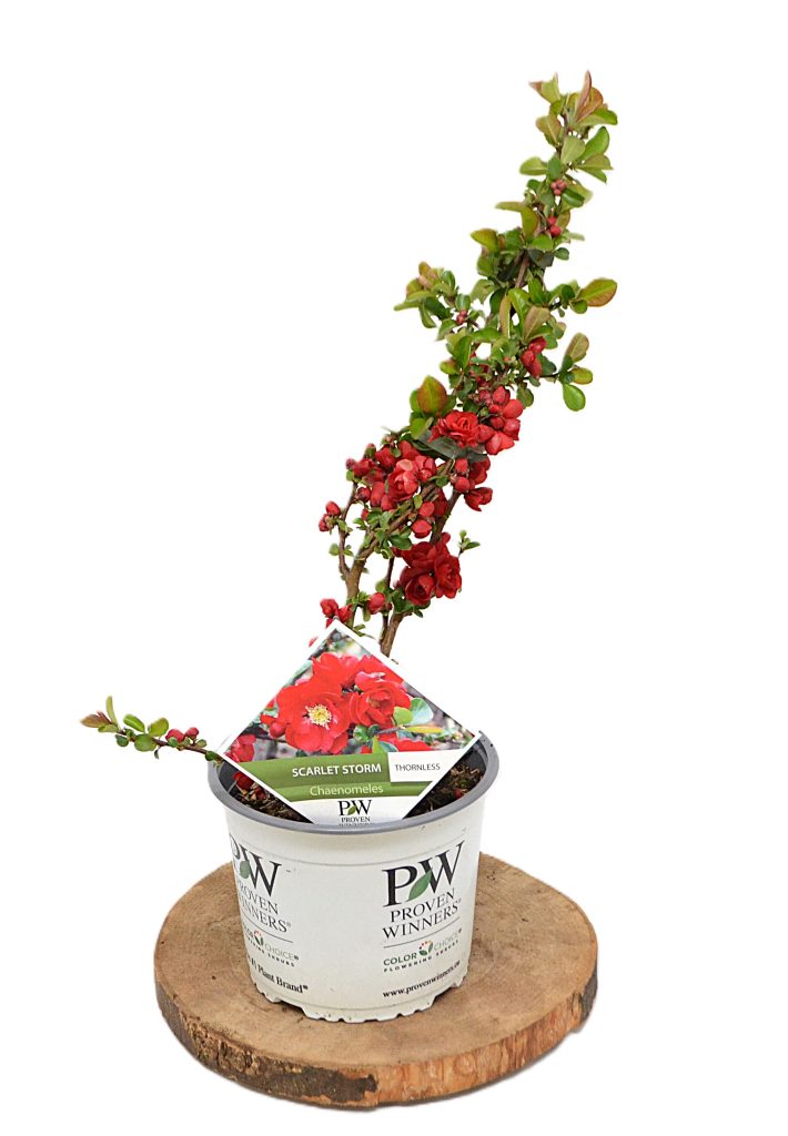 Chaenomeles Scarlet Storm C3 - Heesterkwekerij JC Niesing geen doorns