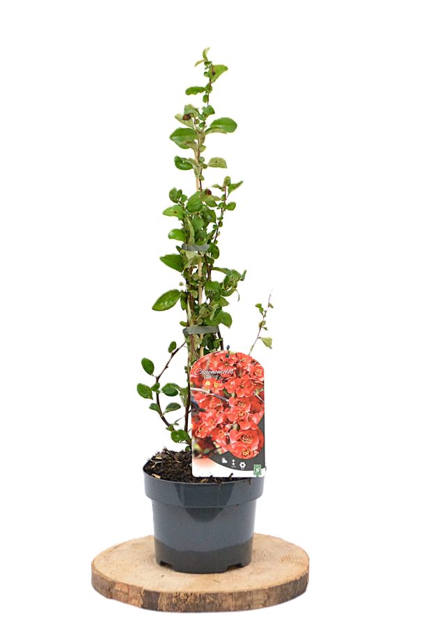 Chaenomeles superba Red Trail C2 - Heesterkwekerij JC Niesing dwergkwee
