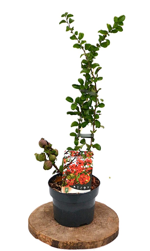 Chaenomeles superba Crimson and Gold C2 - Heesterkwekerij JC Niesing sierkwee Japanse Kweepeer