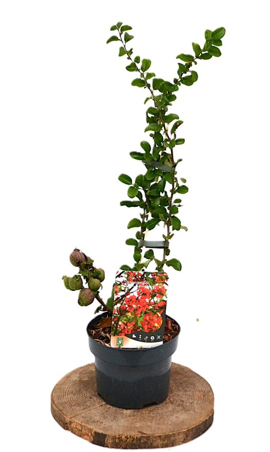 Chaenomeles superba Crimson and Gold C2 - Heesterkwekerij JC Niesing sierkwee Japanse Kweepeer