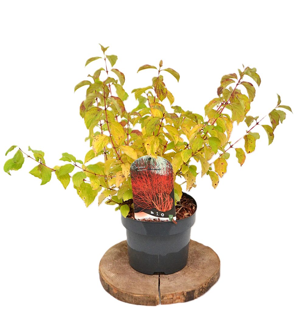 Cornus sanguinea Midwinter Fire C3 - Heesterkwekerij JC Niesing rode takken