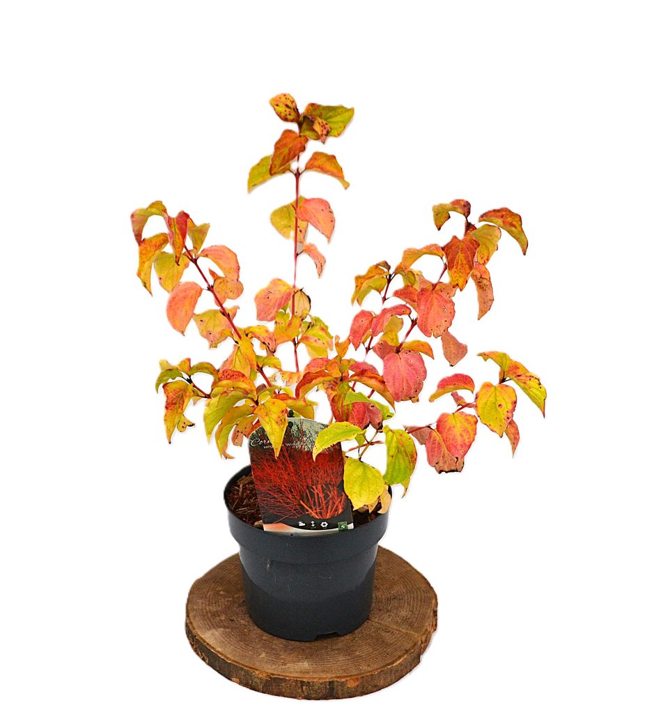 Cornus sanguinea Winter Beauty C3 - Heesterkwekerij JC Niesing rode takken