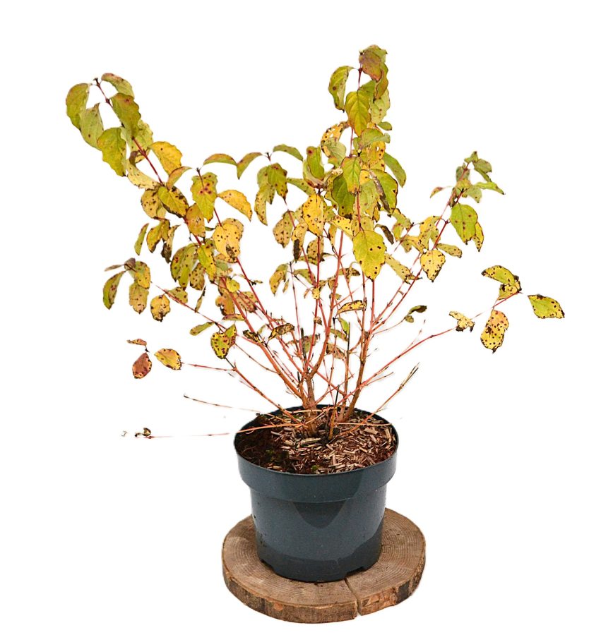 Cornus sanguinea Winter Beauty C5 - Heesterkwekerij JC Niesing rode takken