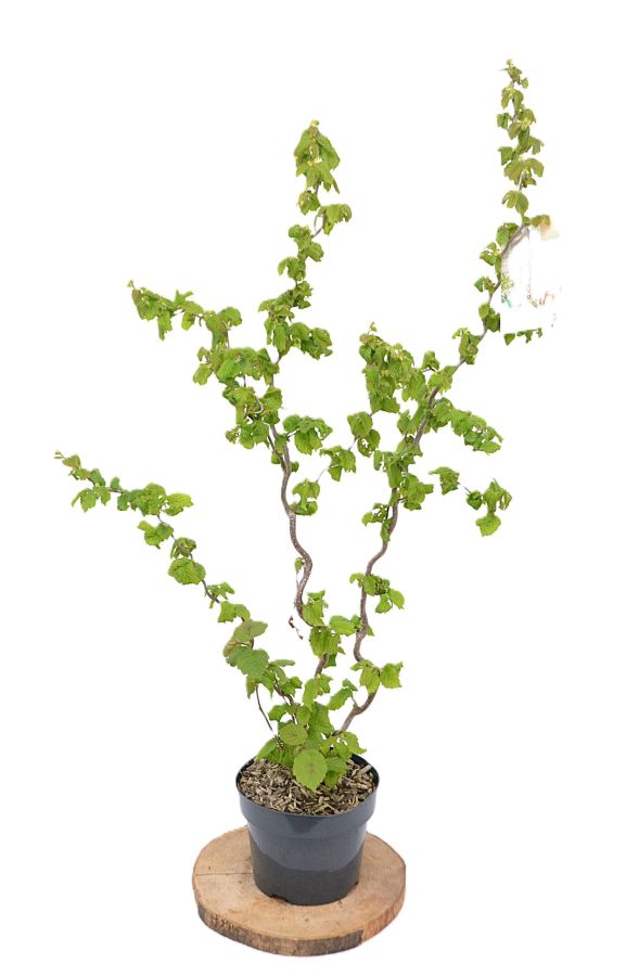 Corylus avelana Medusa C3 - Heesterkwekerij JC Niesing katjes, paastak