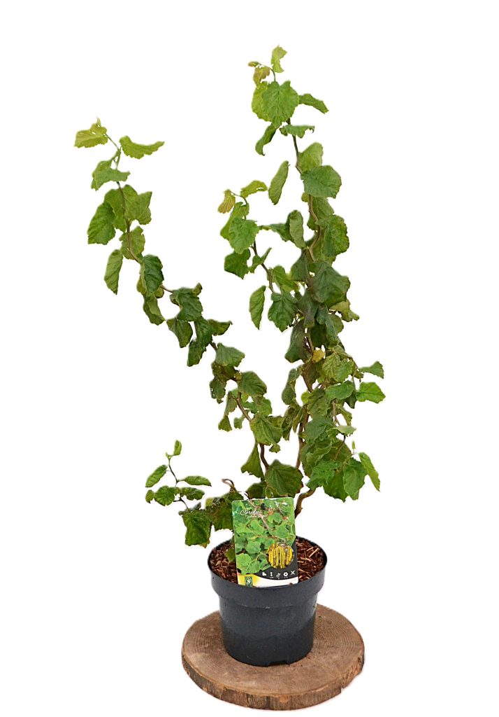 Corylus avellana Scooter C3 - Heesterkwekerij JC Niesing paastak, katjes
