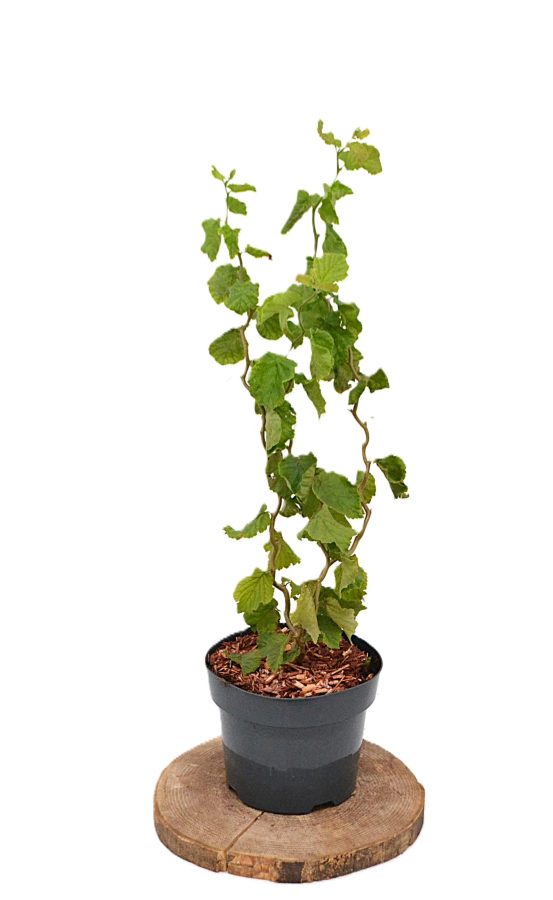 Corylus avellana Twister C3 - Heesterkwekerij JC Niesing kleinblijvende kronkelhazelaar paastak