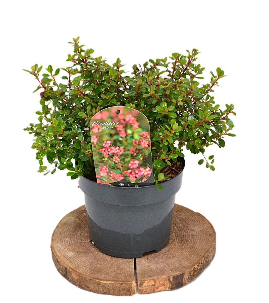 Escallonia Red Dream C3 - Heesterkwekerij JC Niesing compacte wintergroen struik