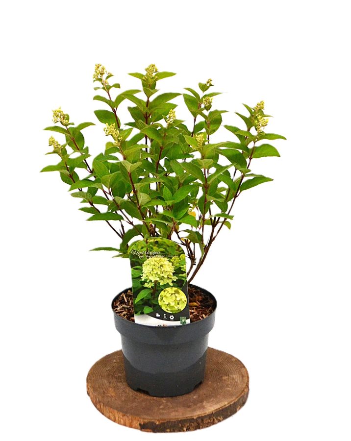 Hydrangea paniculata Magical Candle C3 - Heesterkwekerij JC Niesing pluimhortensia