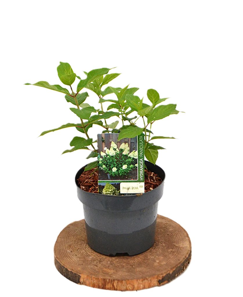 Hydrangea paniculata Polar Bear C3 - Heesterkwekerij JC Niesing hortensia