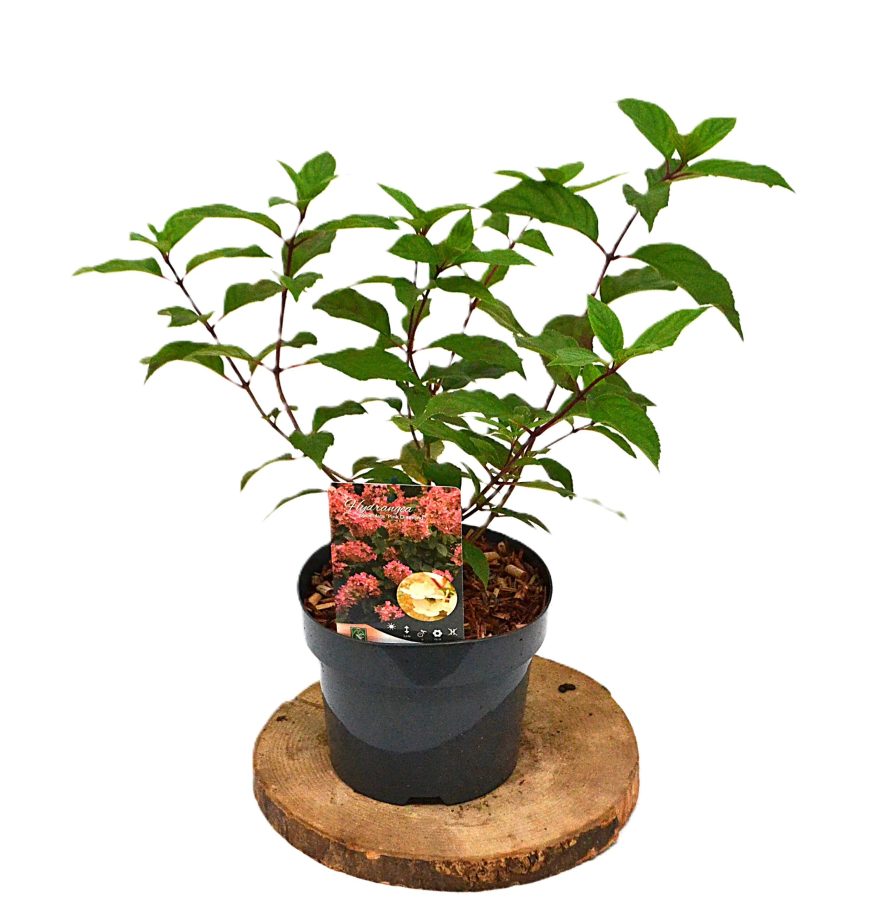 Hydrangea paniculata Pink Diamond C3 - Heesterkwekerij JC Niesing pluimhortensia