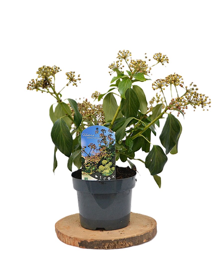 Hedera colchica Fall Favourite C3 - Heesterkwekerij JC Niesing klimop bijvriendelijk