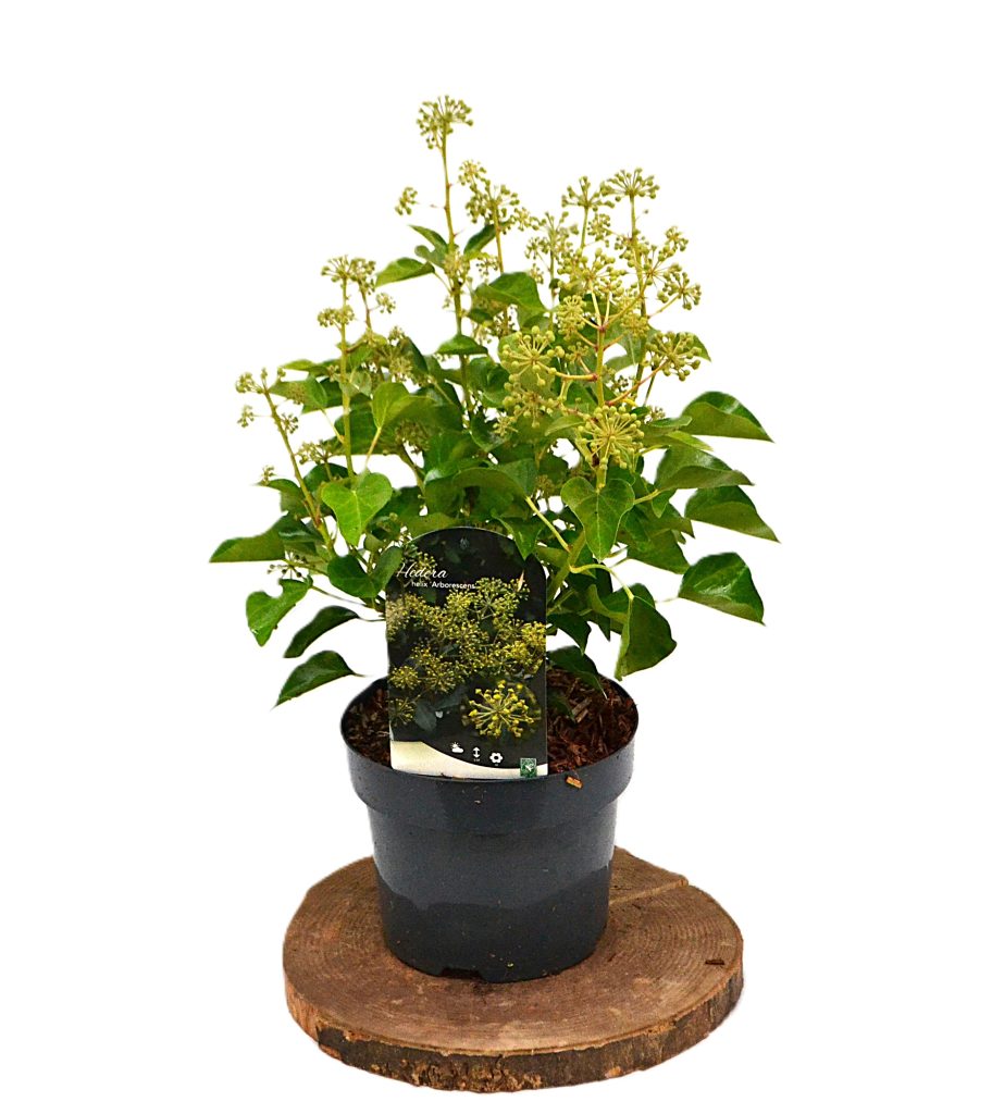 Hedera Helix Arborescens C3 - Heesterkwekerij JC Niesing bijvriendelijke klimop