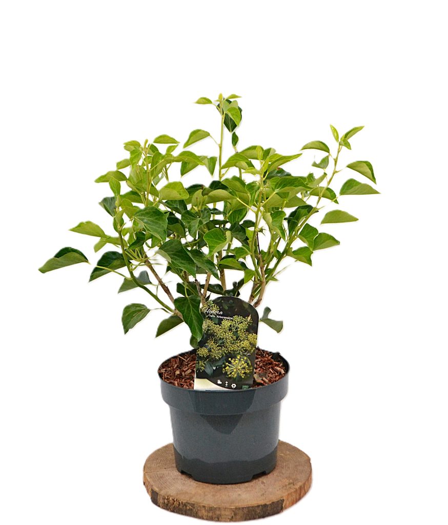 Hedera helix Arborescens C5 - Heesterkwekerij JC Niesing bijvriendelijke klimop