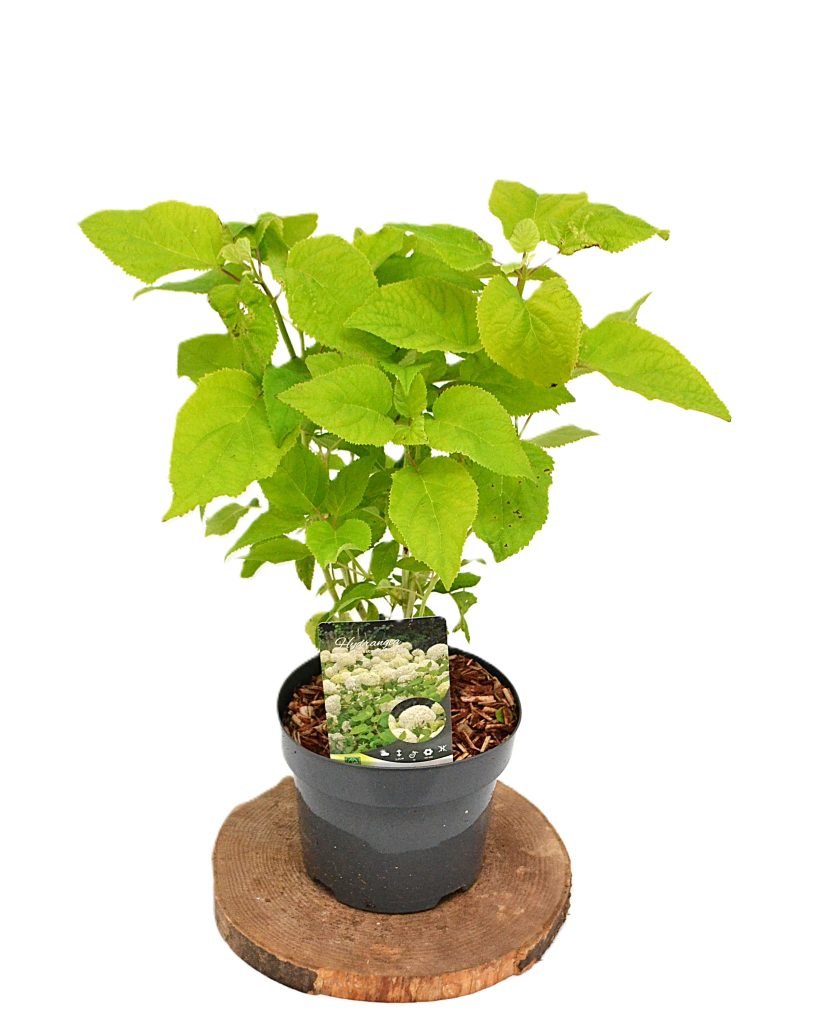 Hydrangea arborescens Annabelle C3 - Heesterkwekerij JC Niesing bolbloemen, sneeuwbalhortensia