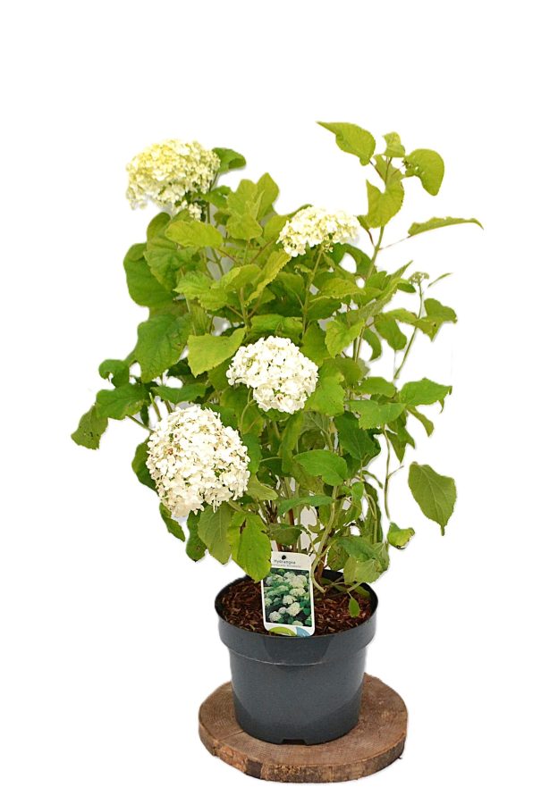 Hydrangea arborescens Annabelle C5 - Heesterkwekerij JC Niesing bolbloemen, sneeuwbalhortensia