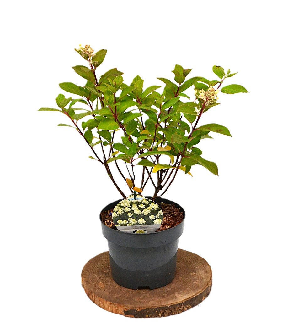 Hydrangea paniculata Baby Lace C3 - Heesterkwekerij JC Niesing hortensia