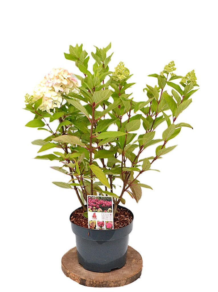 Hydrangea paniculata Bonfire C5 - Heesterkwekerij JC Nieisng hortensia