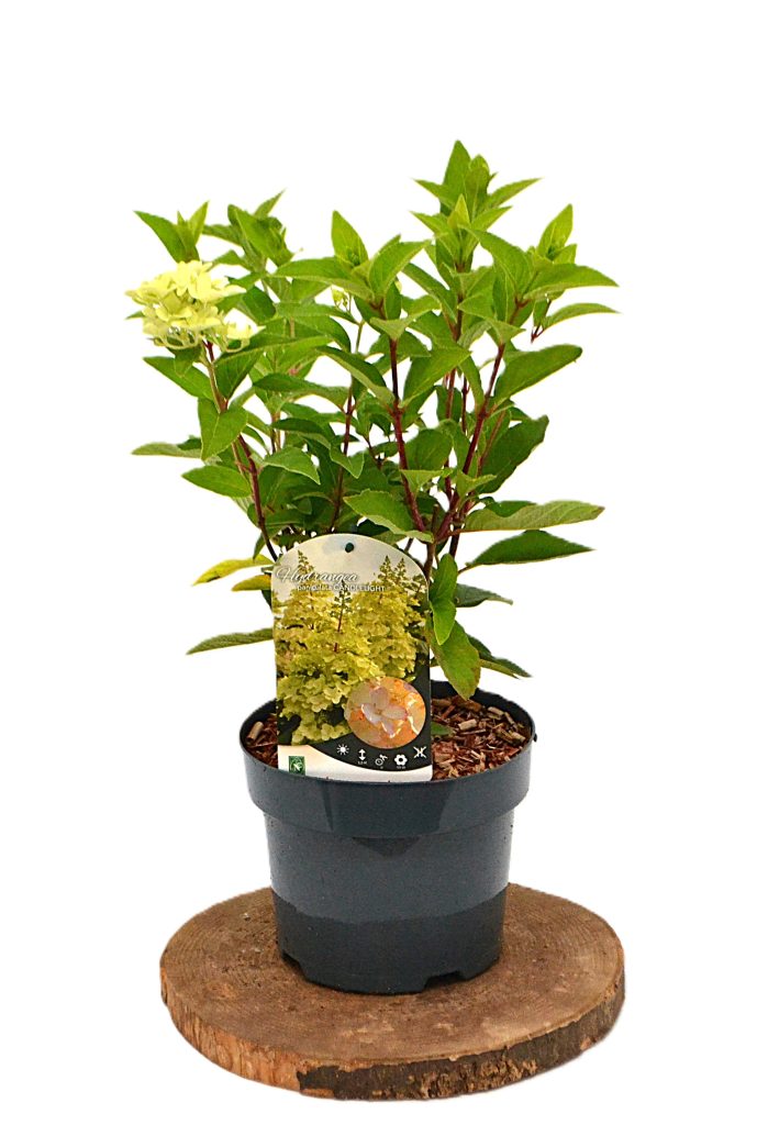 Hydrangea paniculata Candlelight C3 - Heesterkwekerij JC Niesing pluimhortensia