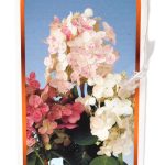Hydrangea paniculata Early Sensation etiket
