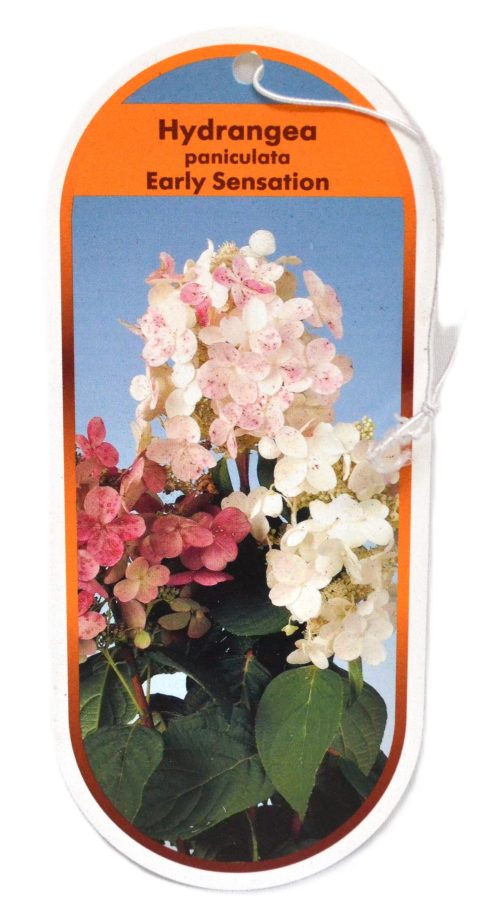 Hydrangea paniculata Early Sensation etiket
