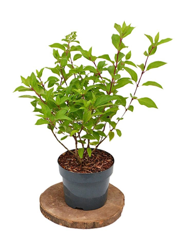 Hydrangea paniculata Graffiti C3 - Heesterkwekerij JC Niesing hortensia