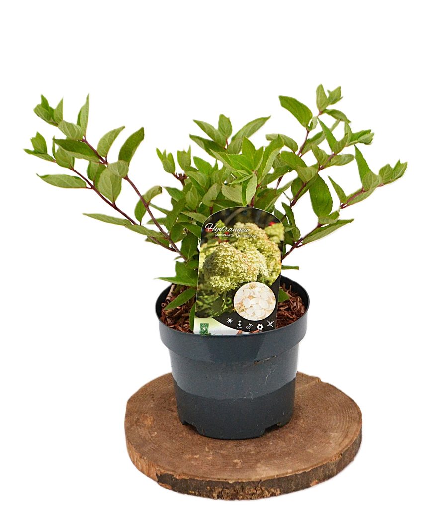 Hydrangea paniculata Grandiflora C3 - Heesterkwekerij JC Niesing pluimhortensia