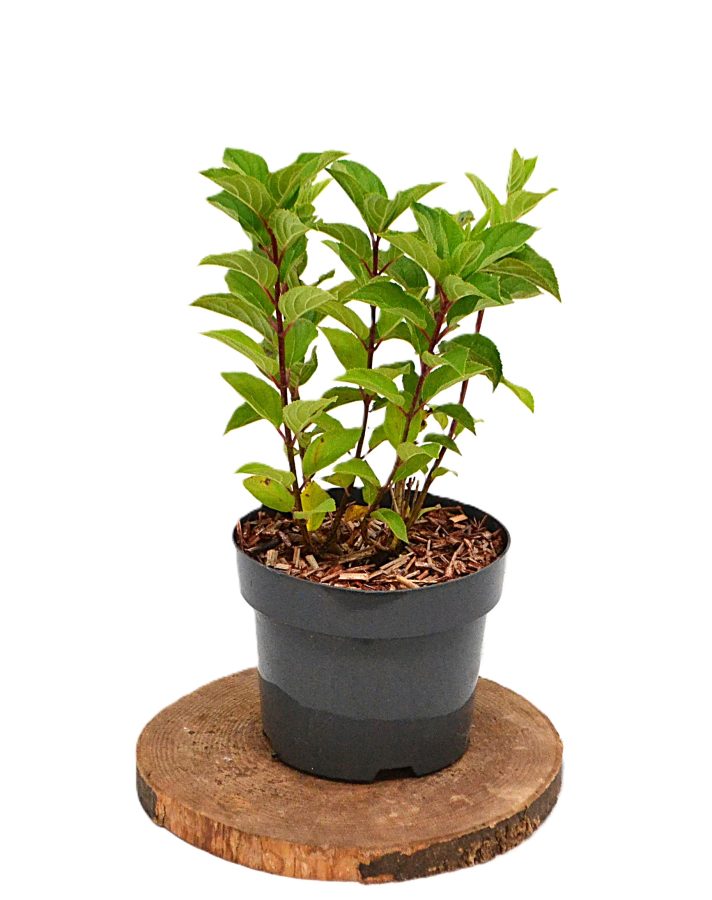 Hydrangea paniculata Hercules C3 - Heesterkwekerij JC Niesing reuzenhortensia